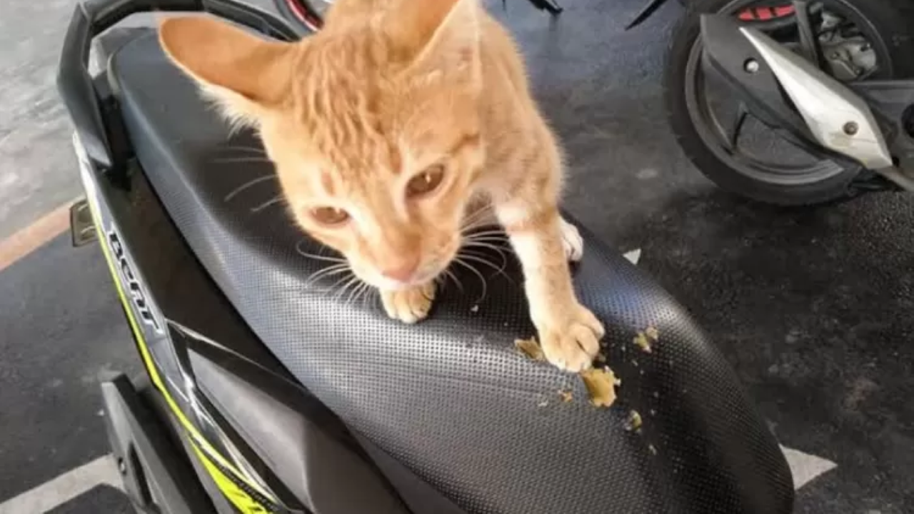 Tips Mencegah Jok Motor Dicakar Kucing, Salah Satunya Gunakan Cover 