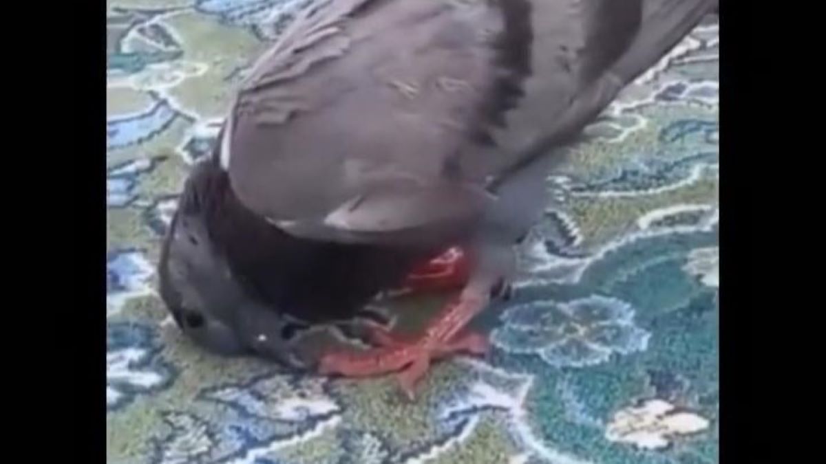 Viral, Burung Merpati Sujud di Masjidil Haram saat Jamaah Akan Melangsungkan Salat