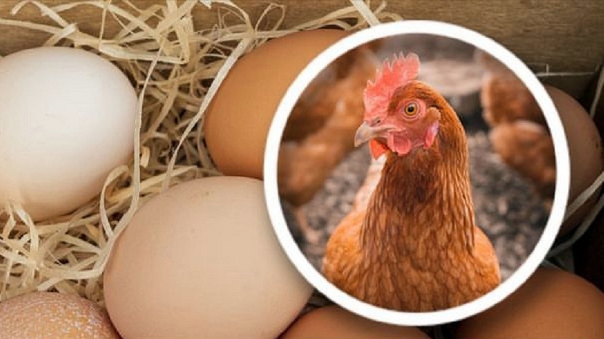 Studi Dr Collin Freeman: Ayam Ada Lebih Dulu Daripada Telur? Ini Jawabannya