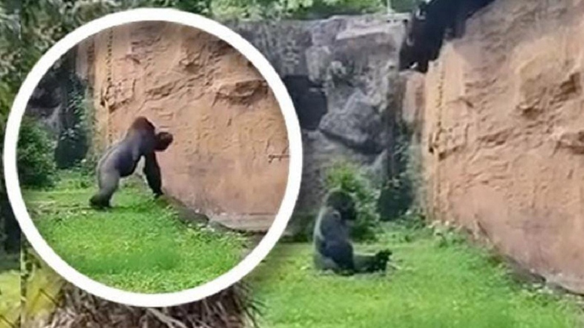 Viral, Gorila Mengamuk Lempar Kayu ke Pengunjung Sebab Terganggu Diteriaki