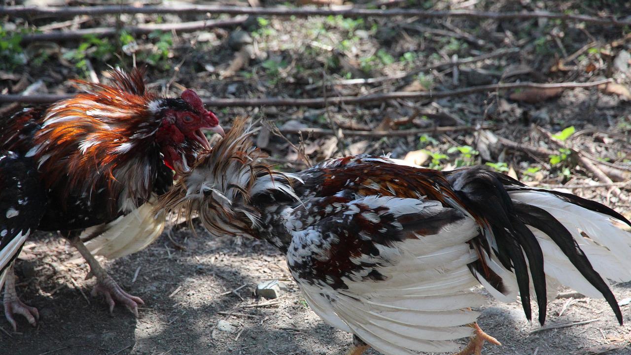 Dua Arena Sabung Ayam di Lubuklinggau Digrebek