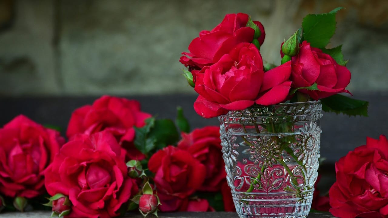 Inilah 14 Jenis Bunga Mawar dan Asalnya, Sering Dijadikan Tanda Sayang dan Cinta 