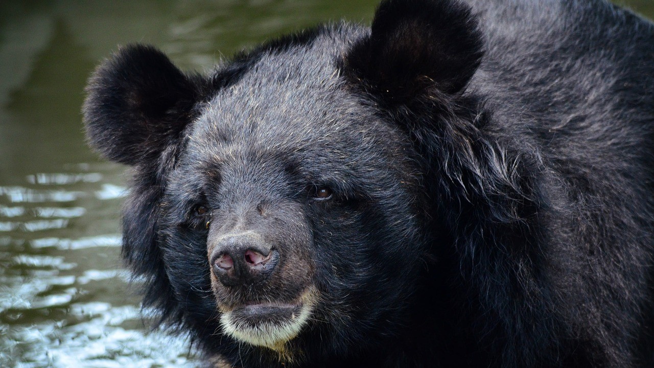 Nahas, Petani di Merangin Jambi Diterkam Beruang, Kondisinya Memprihatinkan