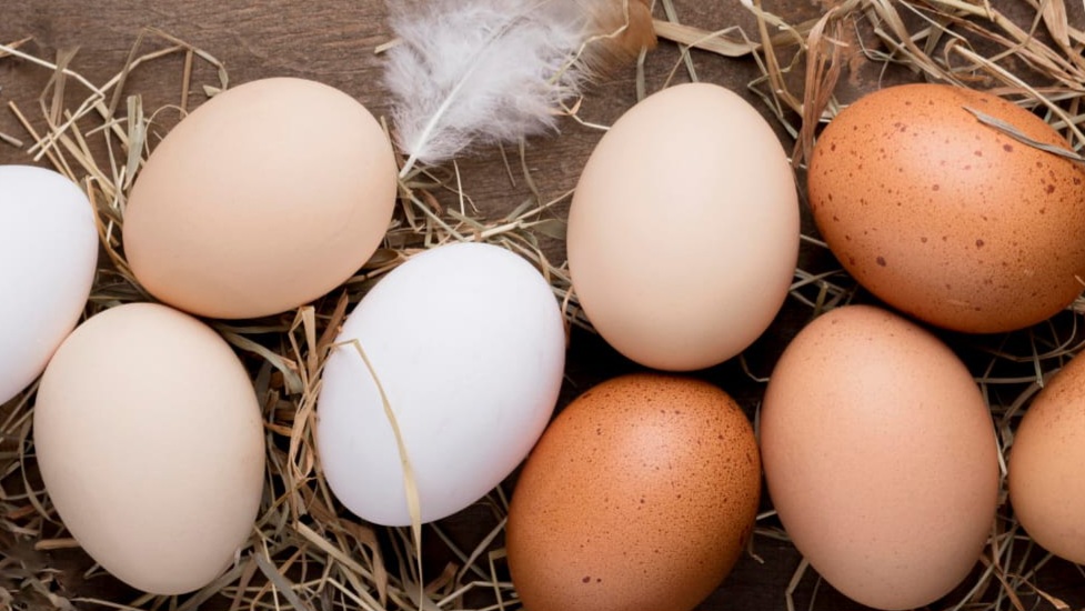 Telur Ayam Kampung vs Telur Ayam Negeri, Mana yang Lebih Baik, Berikut 5 Perbedaannya 