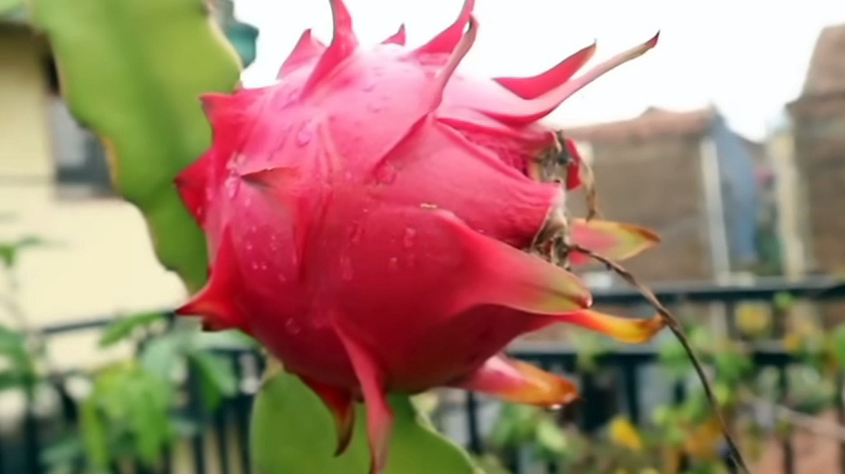 Buah Naga Memiliki Bentuk Mirip Sisik yang Unik dan Kulitnya Berwarna Merah, ini 3 Manfaatnya Bagi Kesehatan