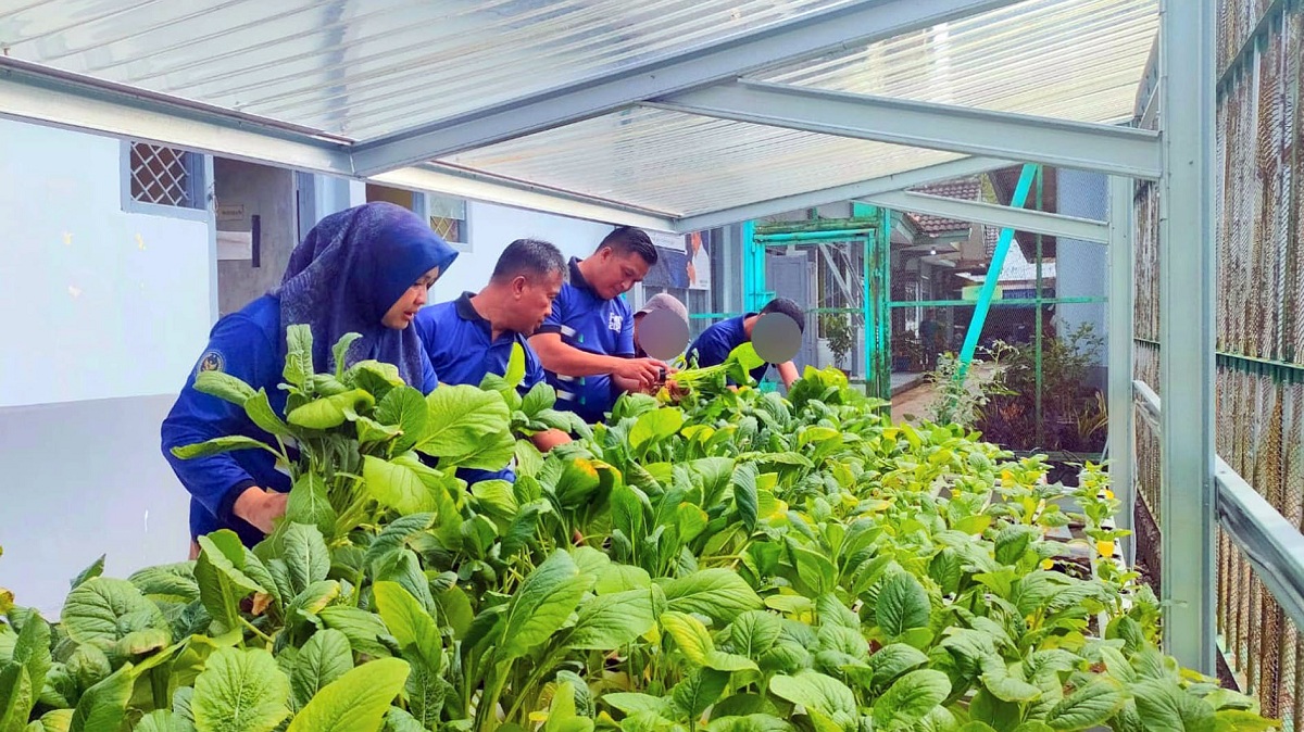 Sehat dan Berdaya, Warga Binaan Lapas Narkotika Muara Beliti Panen Sawi Organik Hidroponik