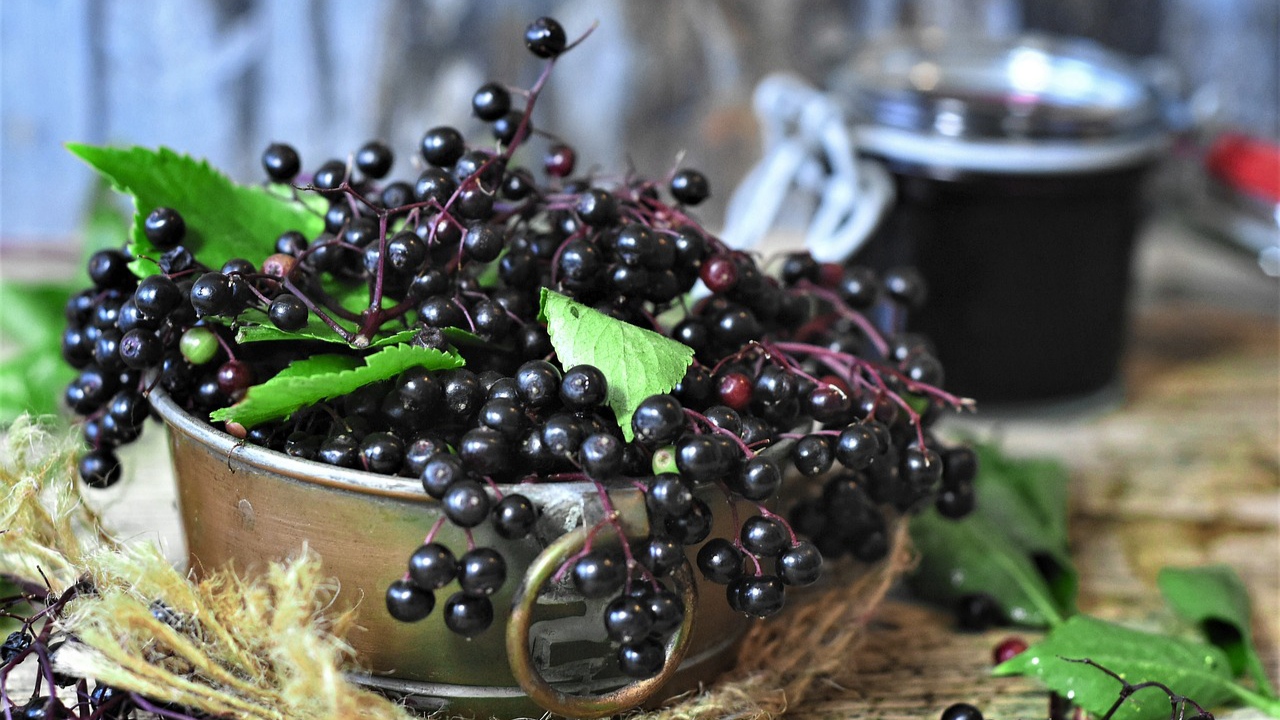 Bunga Elderberry Memiliki Aroma Khas Seperti Madu, ini 5 Manfaatnya untuk Kesehatan