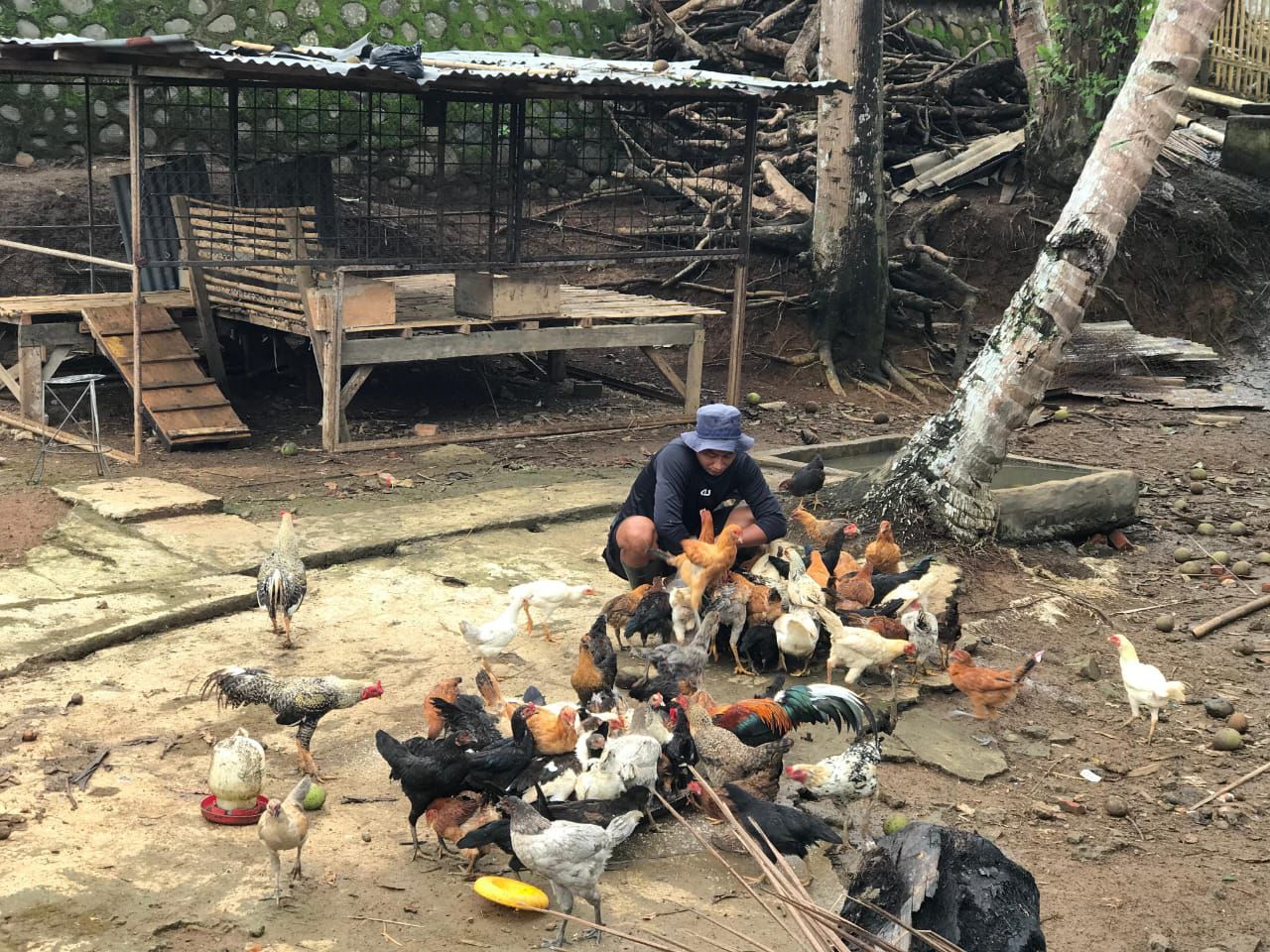 Lapas Lubuk Linggau Kembangkan Budidaya Ayam Pedaging Dukung Program Ketahanan Pangan