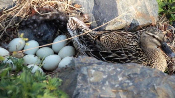 Telur Bebek Ternyata Bisa Bikin Cantik Wajah, Begini Caranya