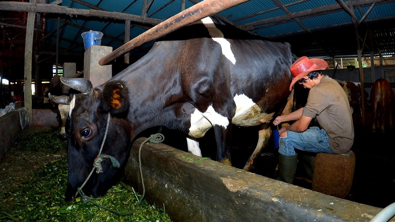 Kisah Pengusaha Pakan Ternak dari Ponorogo Ini Buktikan KUR BRI Bisa Bikin Usaha Berkembang