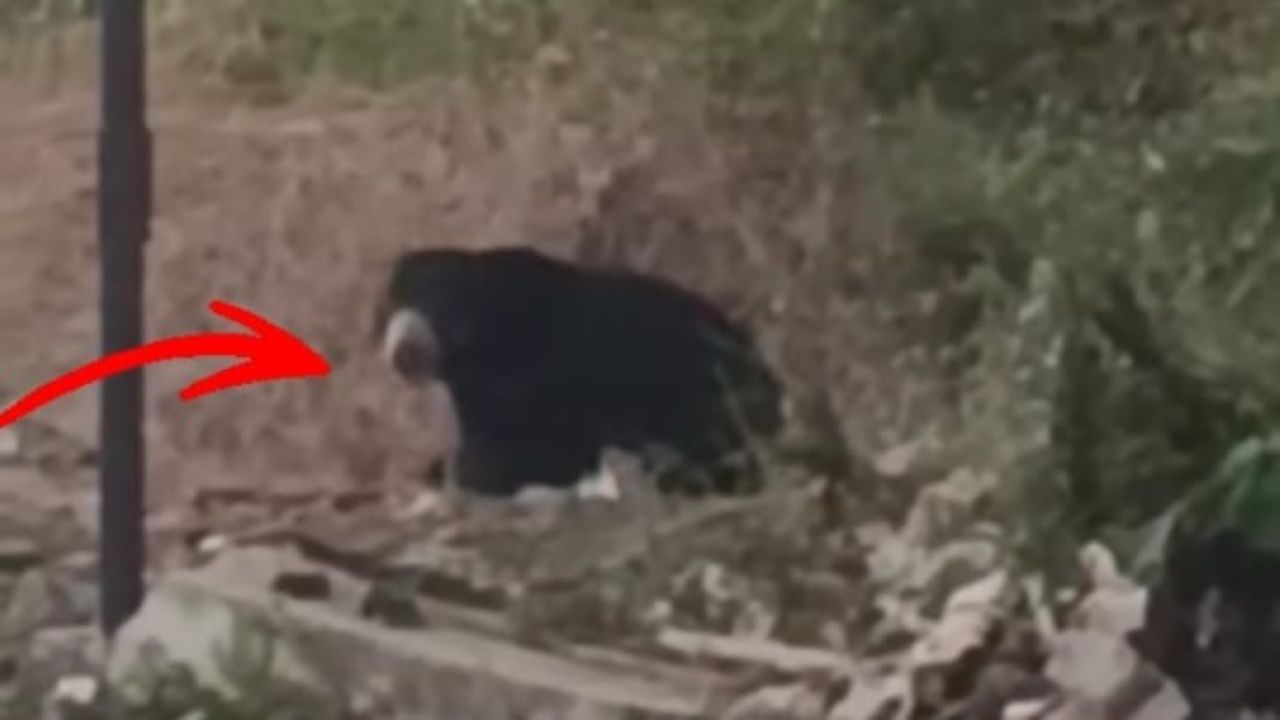 Heboh, Beruang Muncul di Kebun Warga Lubuk Binjai Lubuk Linggau