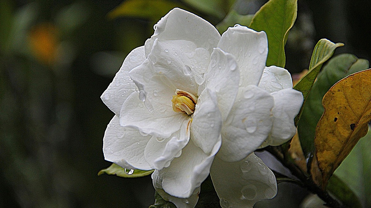 Tanaman Hias Gardenia Bunganya Berwarna Putih dan Memiliki Aroma yang Harum Semerbak, ini Cara Merawatnya