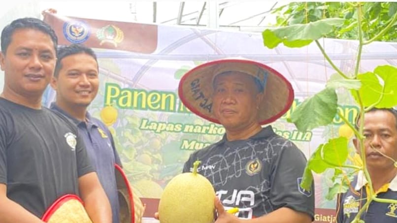 Melon Kembali Berbuah, Lapas Narkotika Muara Beliti Petik Hasil Panen Kedua