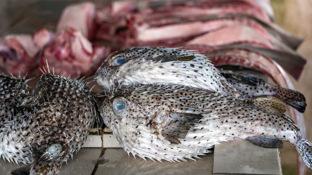Inilah 7 Fakta Ikan Buntal, Ikan Beracun Setara Sianida, Harap Diperhatikan Sebelum Mengkonsumsinya