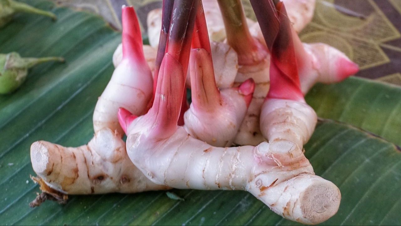 Tanaman Herbal Rebusan Lengkuas Memiliki Aroma yang Menyengat, Berikut 5 Manfaatnya bagi Kesehatan Tubuh