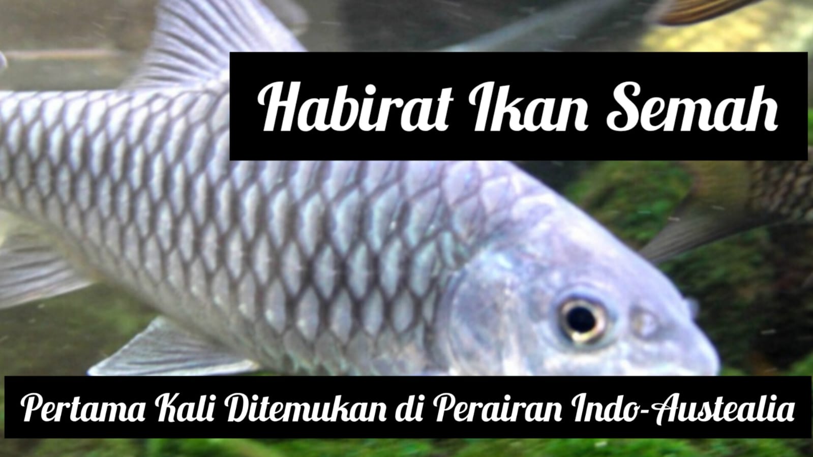 Dimana Habitat Ikan Semah yang Super Mahal Harganya, Berikut Sejarahnya 