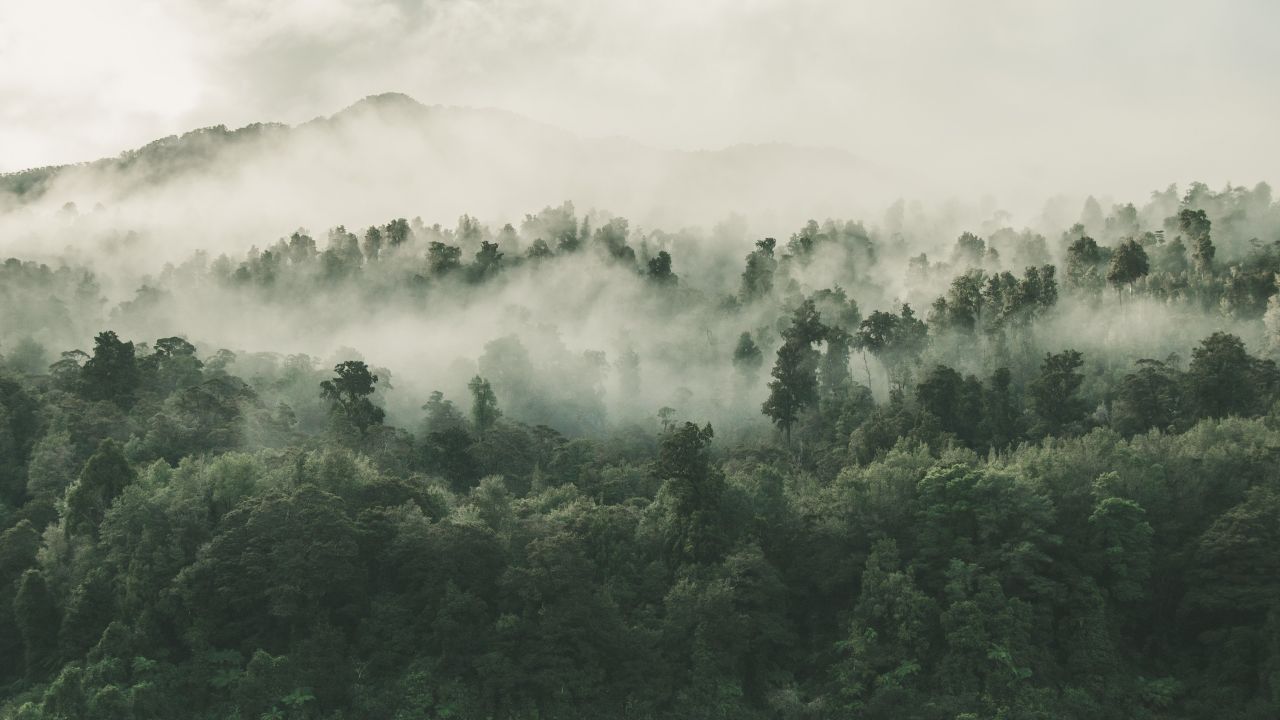 Begini Prosedur Resmi Beli Hutan Sesuai Regulasi Indonesia, Terkait Usul Patungan Beli Hutan