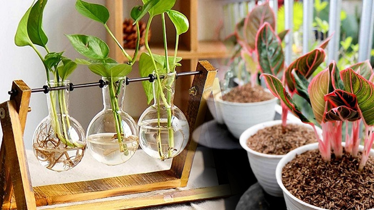 Cocok untuk Indoor Rumah, Inilah Daftar Tanaman Hias Hidroponik Serta Tips Perawatannya