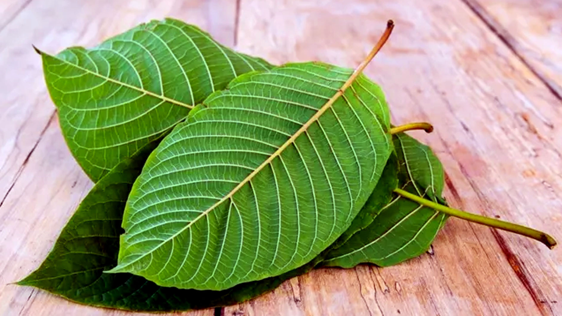 Tanaman Herbal Daun Kratom Dipercaya Dapat Membantu Mengurangi Rasa Sakit, ini Manfaat dan Efek Sampingnya