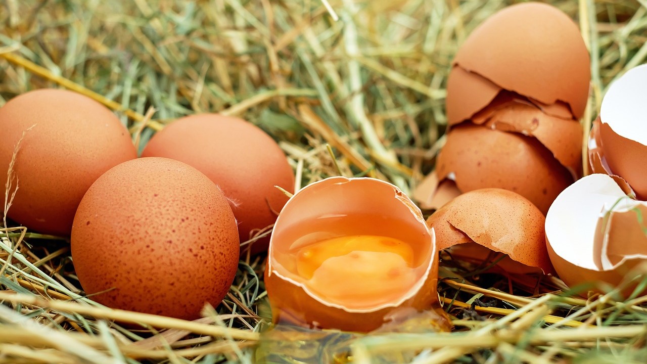 7 Manfaat Cangkang Telur Bagi Tanaman, Banyak yang Tidak Tahu 