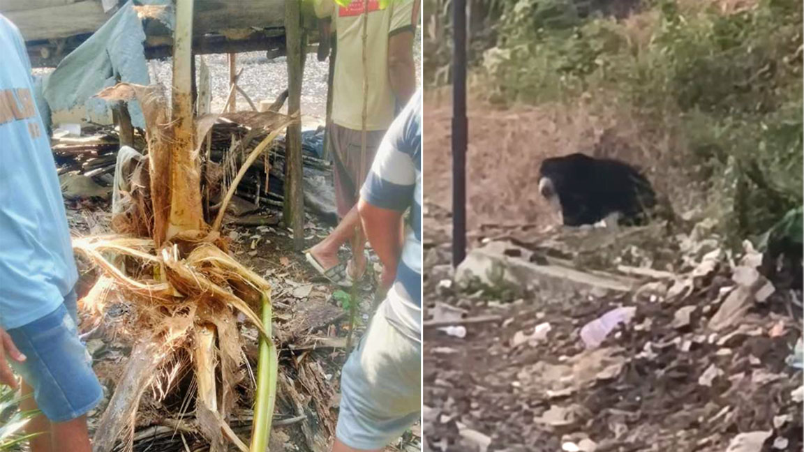 Petani Resah, Beruang Masih Berkeliaran di Kebun Warga Lubuk Binjai Lubuk Linggau