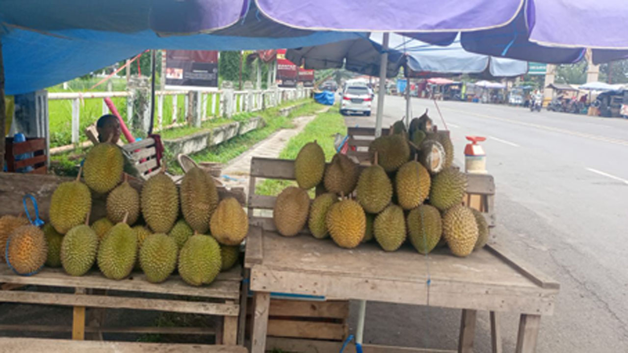 Ternyata Bukan Lubuk Linggau, Ini 5 Daerah Penghasil Duren Terbesar di Sumatera Selatan