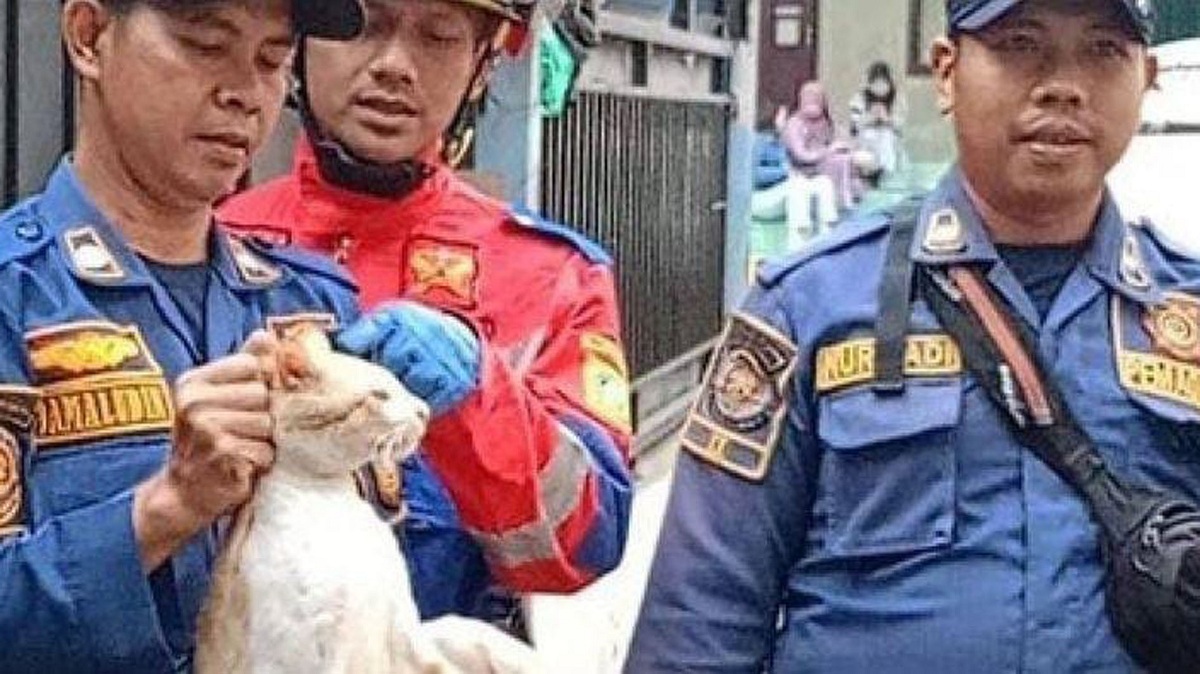 Viral Teror Kucing Oyen Bikin Onar dan Lukai Warga, Berhasil Diamankan Damkar di Cibinong