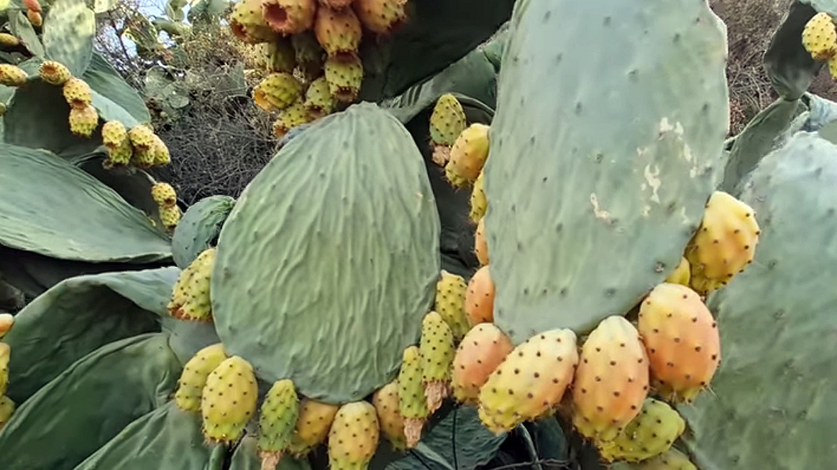Jarang Diketahui, 5 Manfaat Mengonsumsi Buah Kaktus untuk Kesehatan