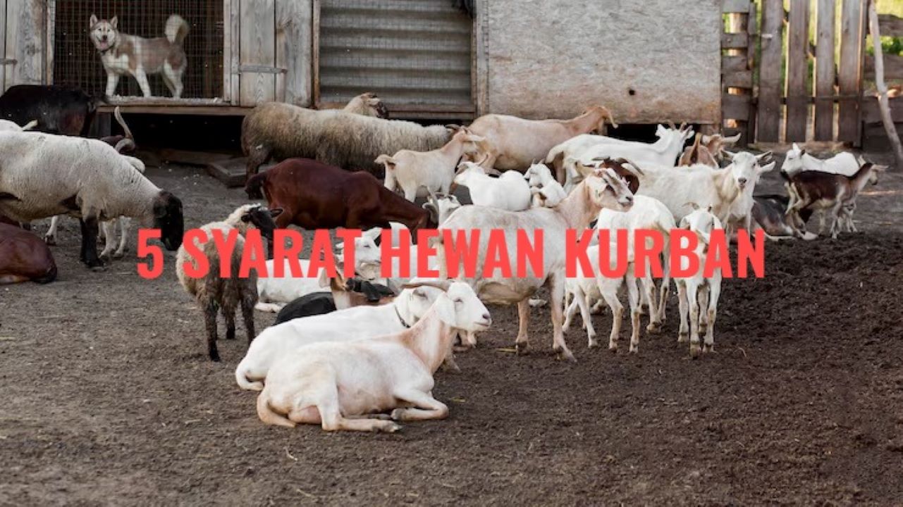5 Syarat Hewan Kurban Idul Adha 2025, Penting Dipahami Sebelum Berkurban