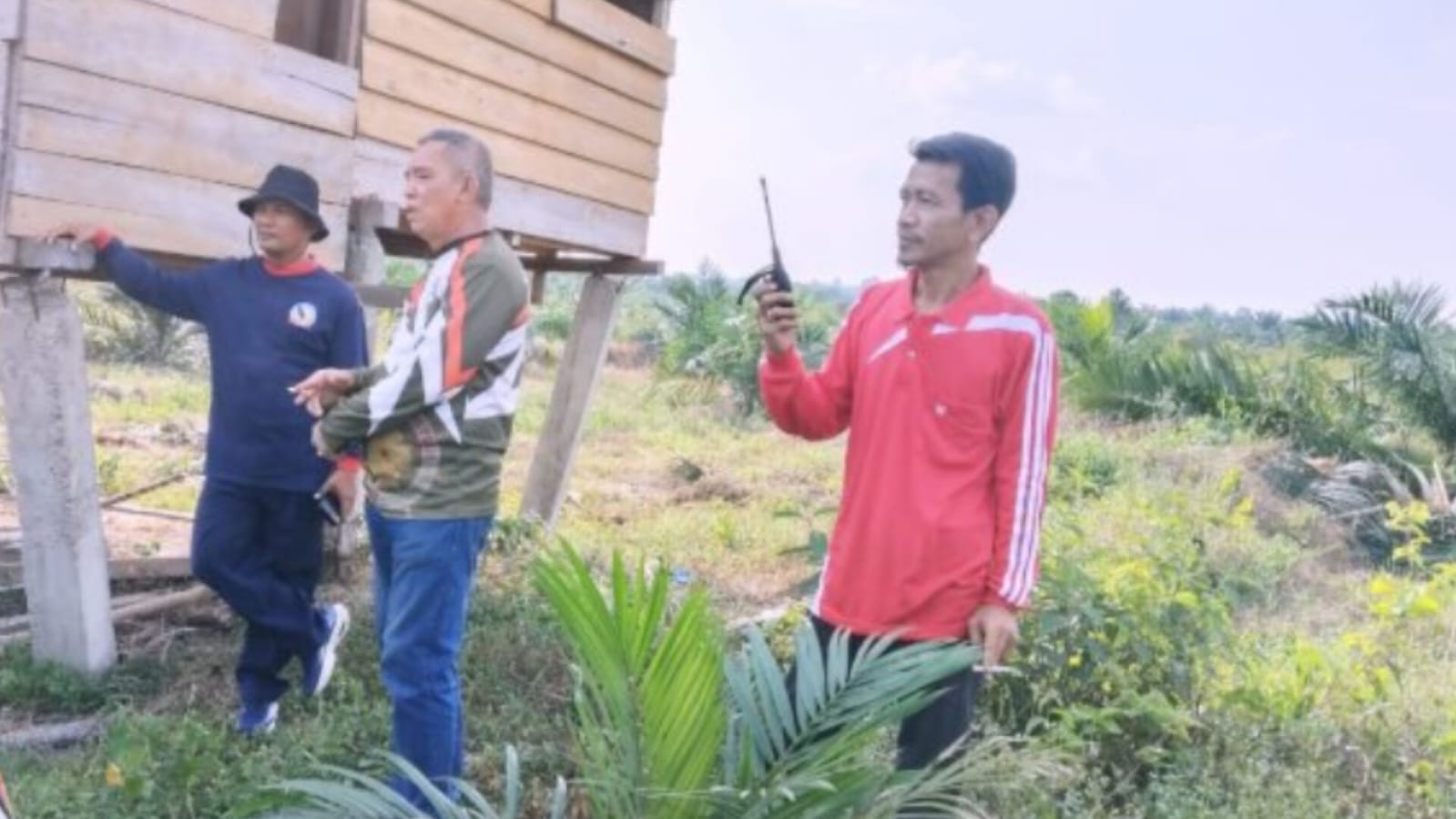 Gajah Liar Ngamuk di Muratara Sumatera Selatan, Puluhan Batang Sawit Dirusak