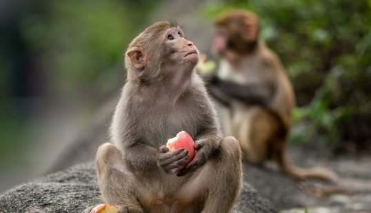 Kisah Nyata! Harta Berlimpah Kaya Raya, Tapi Malam Jumat Berubah Menjadi Monyet