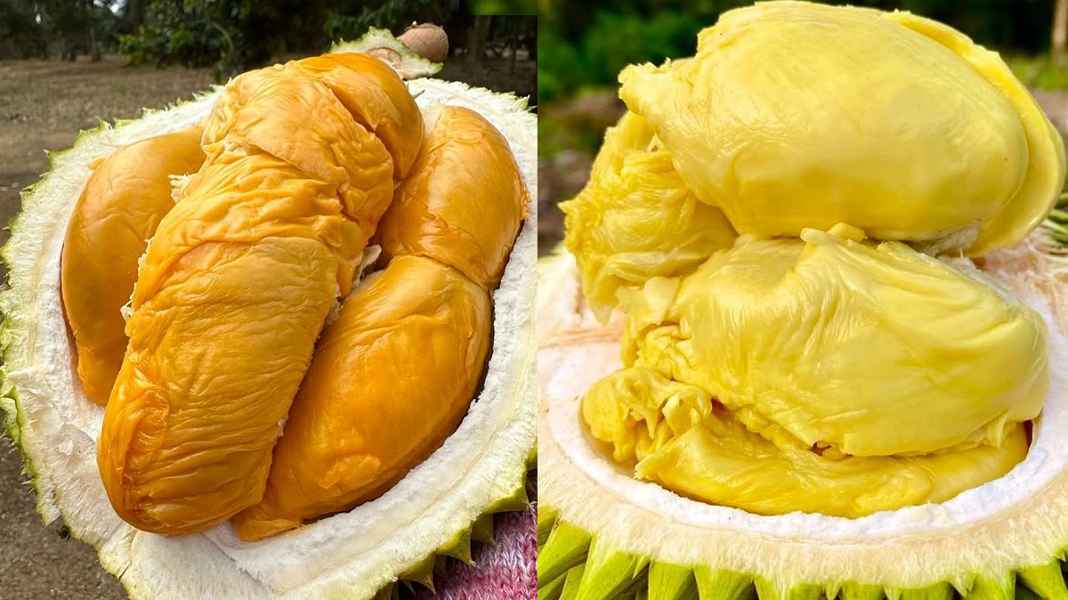 Simak 5 Manfaat Buah Durian untuk Kesehatan Tubuh, Bawa Khasiat yang Tak Disangka!