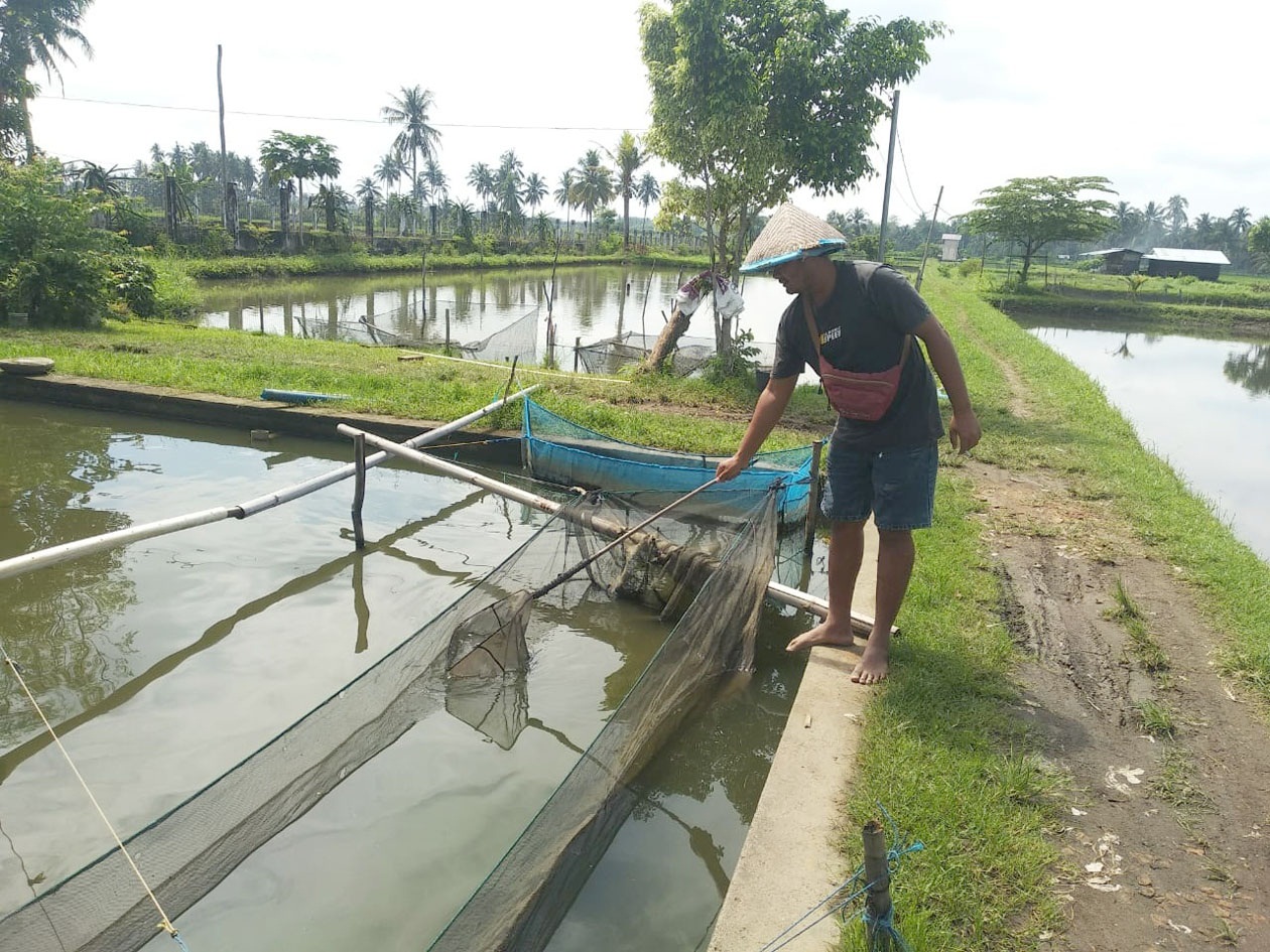 6 Kecamatan Ini Ternyata Penyuplai Ikan Segar 15 Daerah di Sumatera Bagian Selatan 