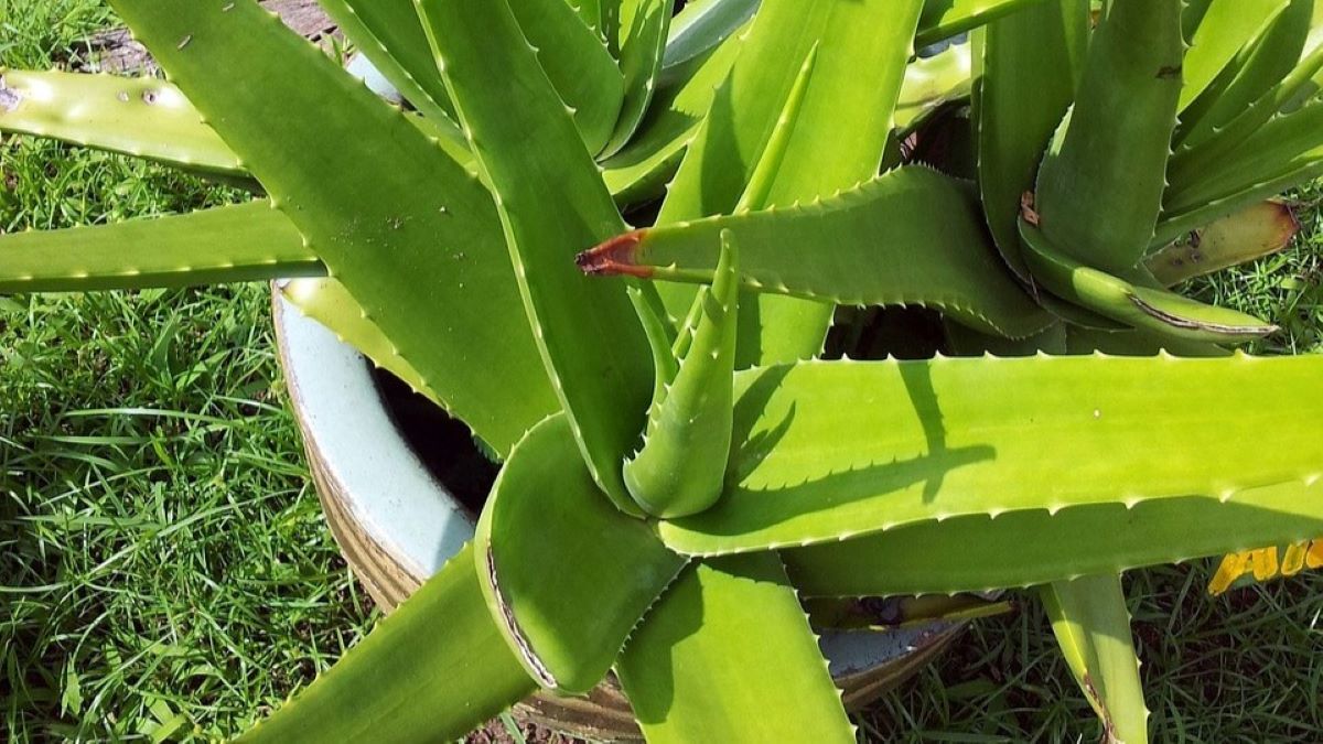 10 Manfaat Tanaman Lidah Buaya untuk Kesehatan Rambut