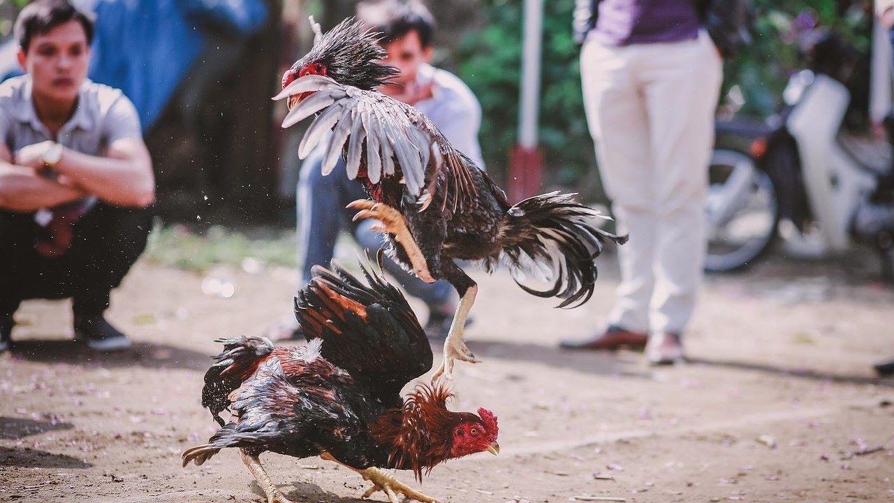 Pria di Jambi Meninggal Usai Dikejar Polisi Ketika Razia Sabung Ayam