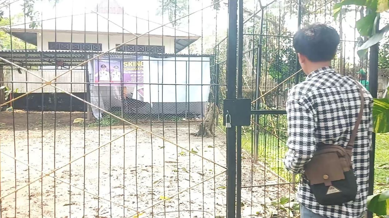 Hewan Buas Serang Rusa di Pendopoan Bupati Musi Rawas, BKSDA Sumatera Selatan Berikan Penjelasan