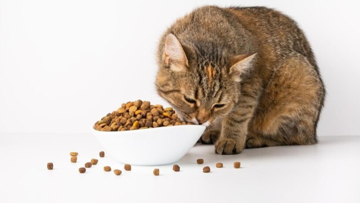 Inilah 10 Rekomendasi Makanan Kucing Terbaik dan Tinggi Nutrisi, Cocok Agar Anabul Gemoy dan Menggemaskan