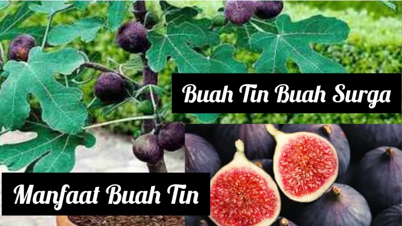 Buah Tin, Dikenal Sebagai Buah Surga, Apa Saja Manfaatnya