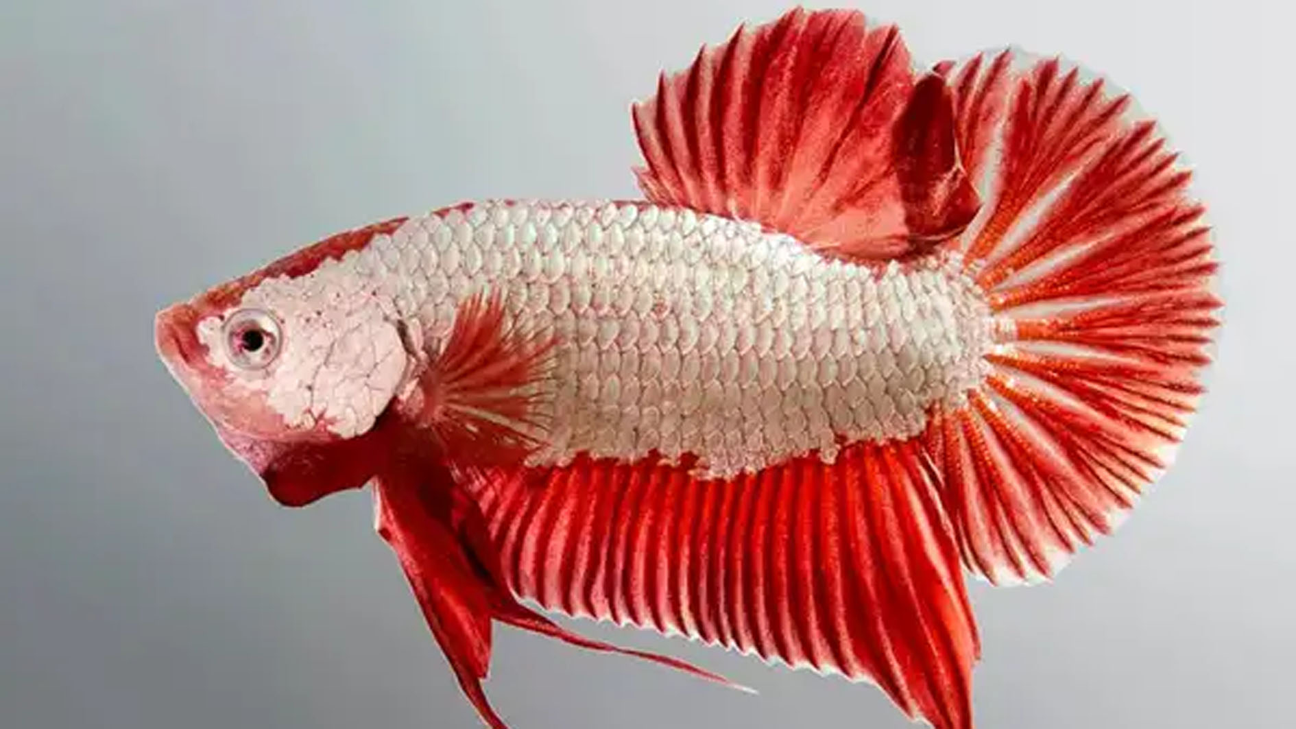 Ukuran Tubuh Hingga Dua Kali Lipat, 3 Ikan Cupang ini Diakui Sebagai Ikan Hias Cupang Terbesar di Dunia