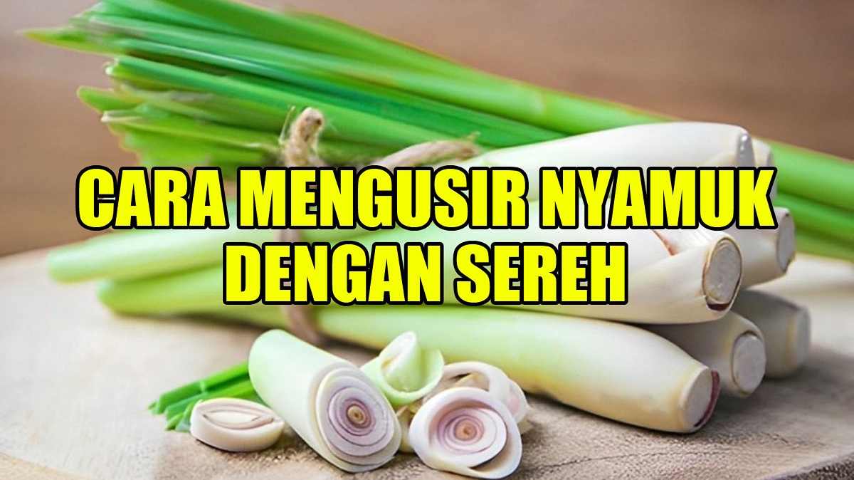 Pancarkan Suasana yang Menyegarkan dan Menenangkan, Inilah 5 Cara Mengusir Nyamuk dengan Sereh