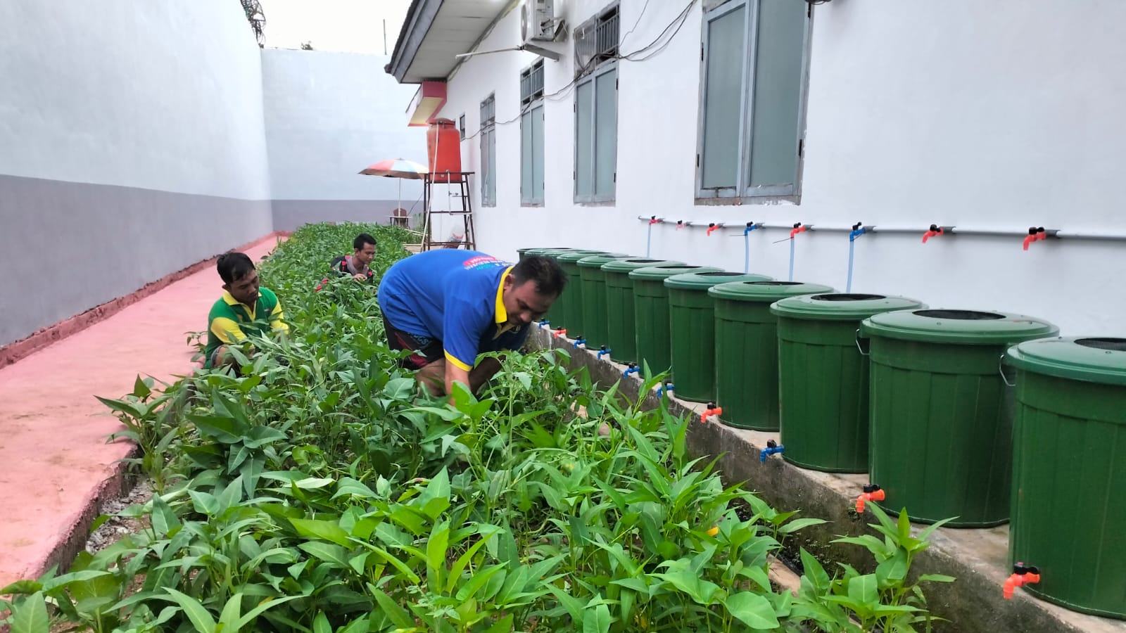 Wujudkan Ketahanan Pangan Nasional, Lapas Narkotika Muara Beliti Tanam Kangkung