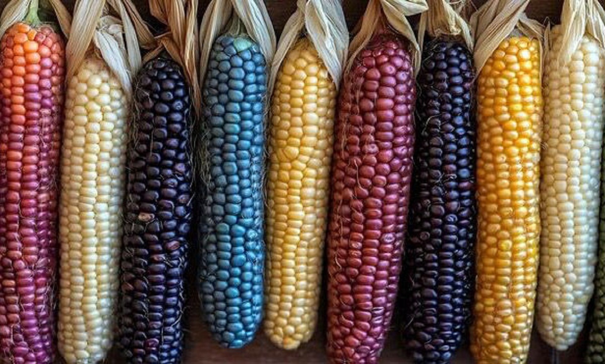 Inilah 6 Macam Warna Jagung, Cek Adakah yang Berbahaya!