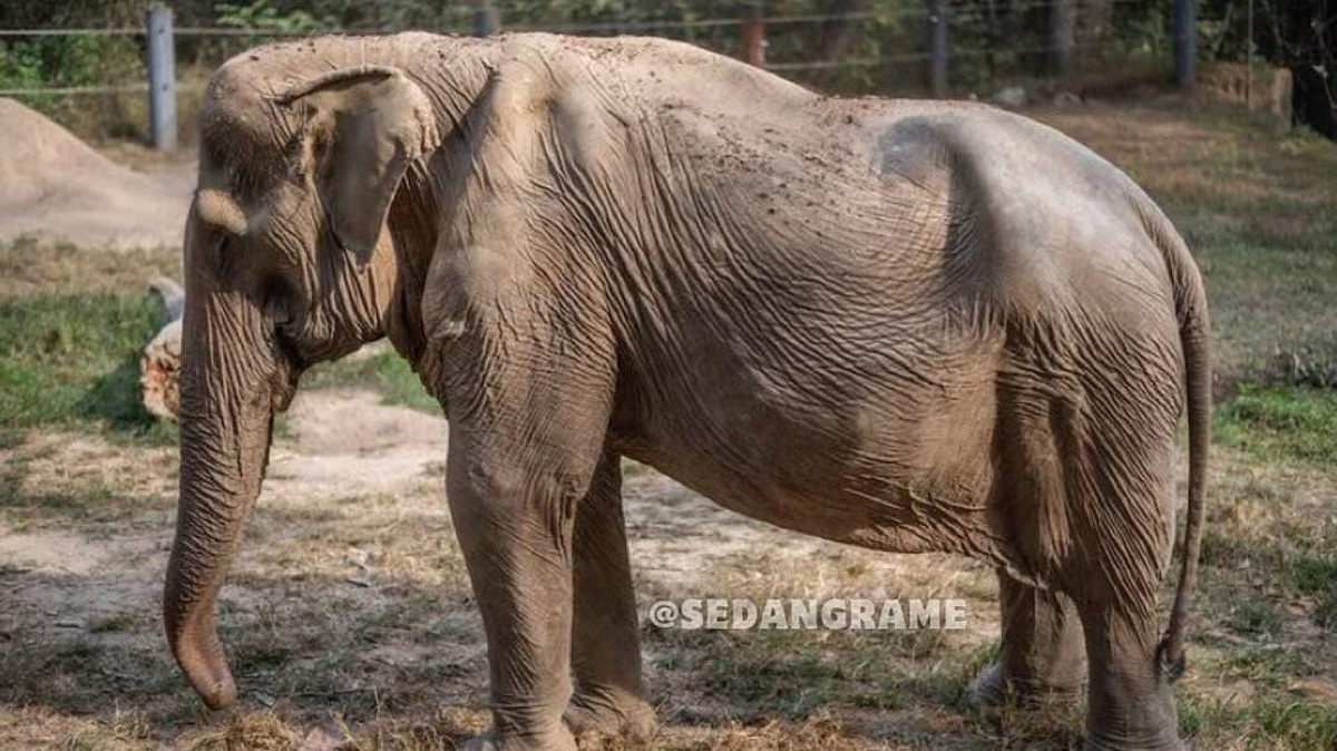 Kisah Gajah Thailand Pai Lin yang Mengangkut Wisatawan Selama 25 Tahun hingga Alami Cacat Permanen