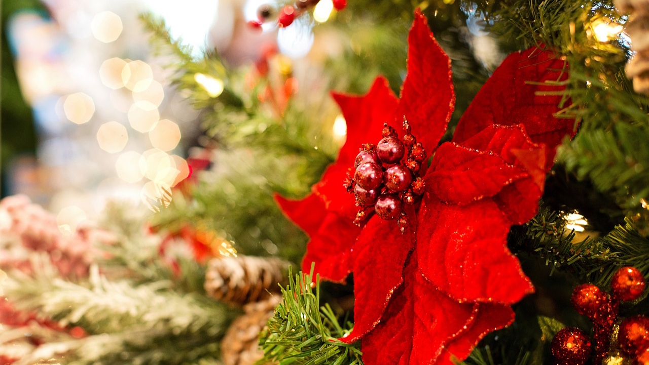 8 Rekomendasi Tanaman Hias Indoor Kado Natal untuk Orang Tersayang