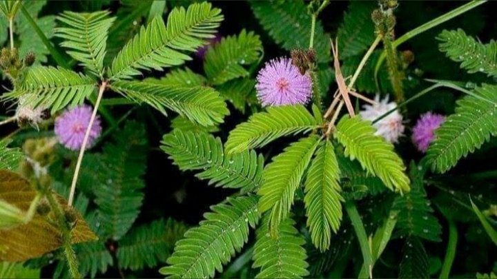 Putri Malu Ternyata Ampuh Bikin Paksu 'Ganas' di Ranjang, Begini Caranya..