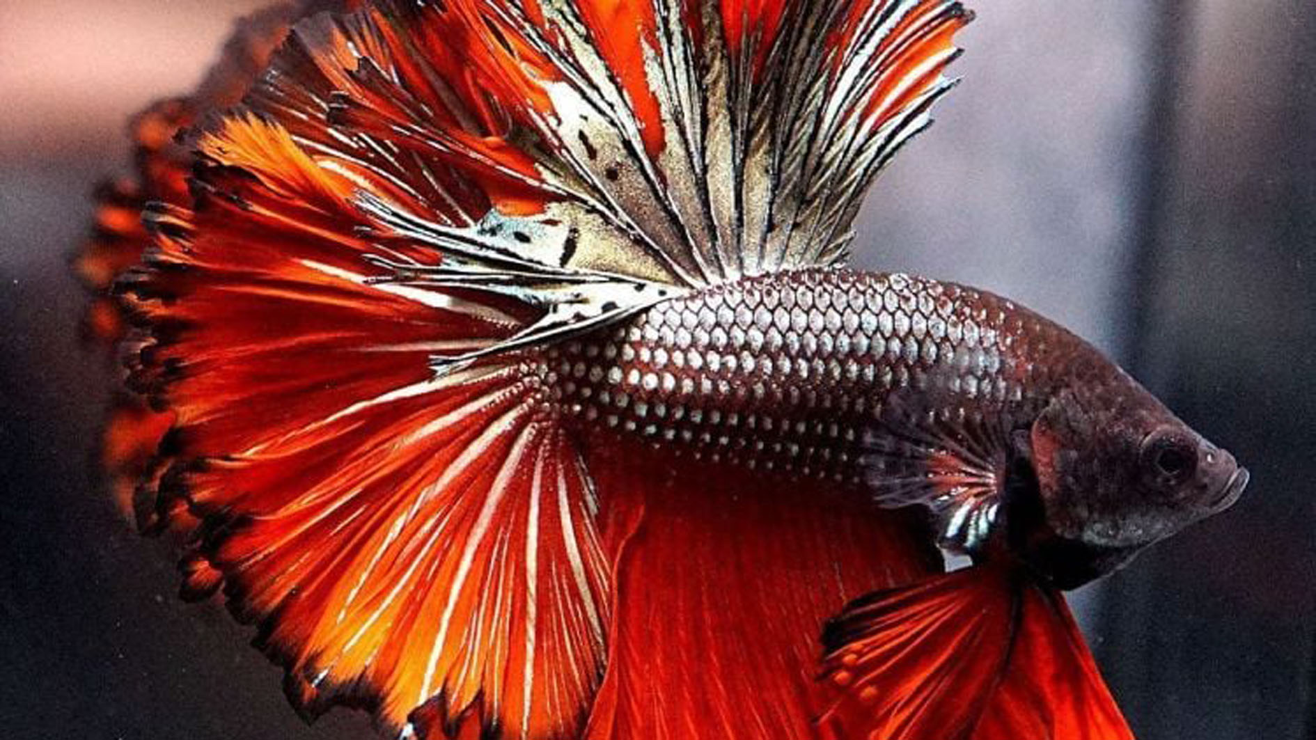Ingin Ikan Cupang Hias Anda Memiliki Warna yang Indah? Berikut Cara Merawatnya