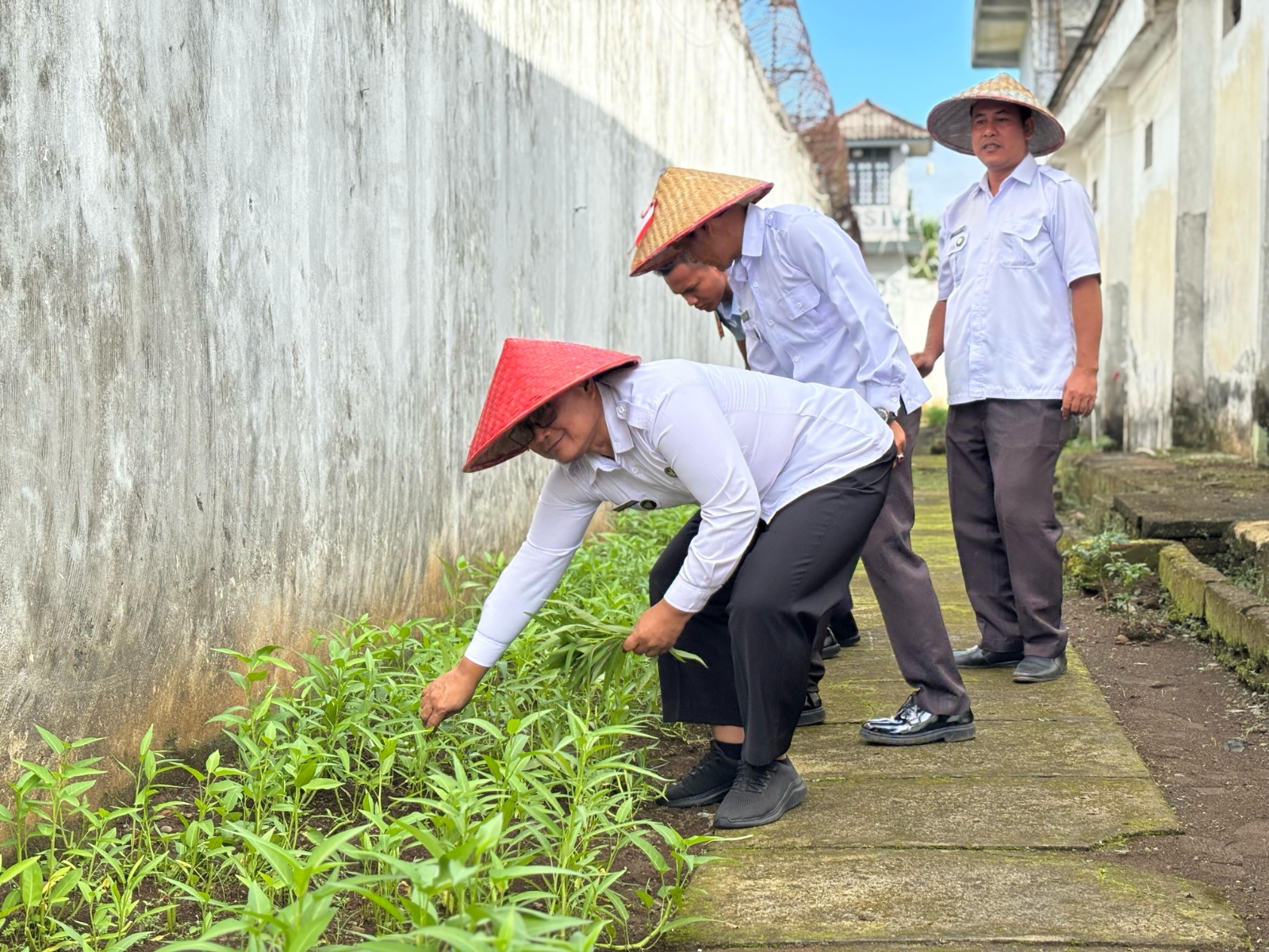 Lapas Lubuk Linggau Panen Sayuran Kangkung, Bukti Komitmen Dukung Ketahanan Pangan Nasional