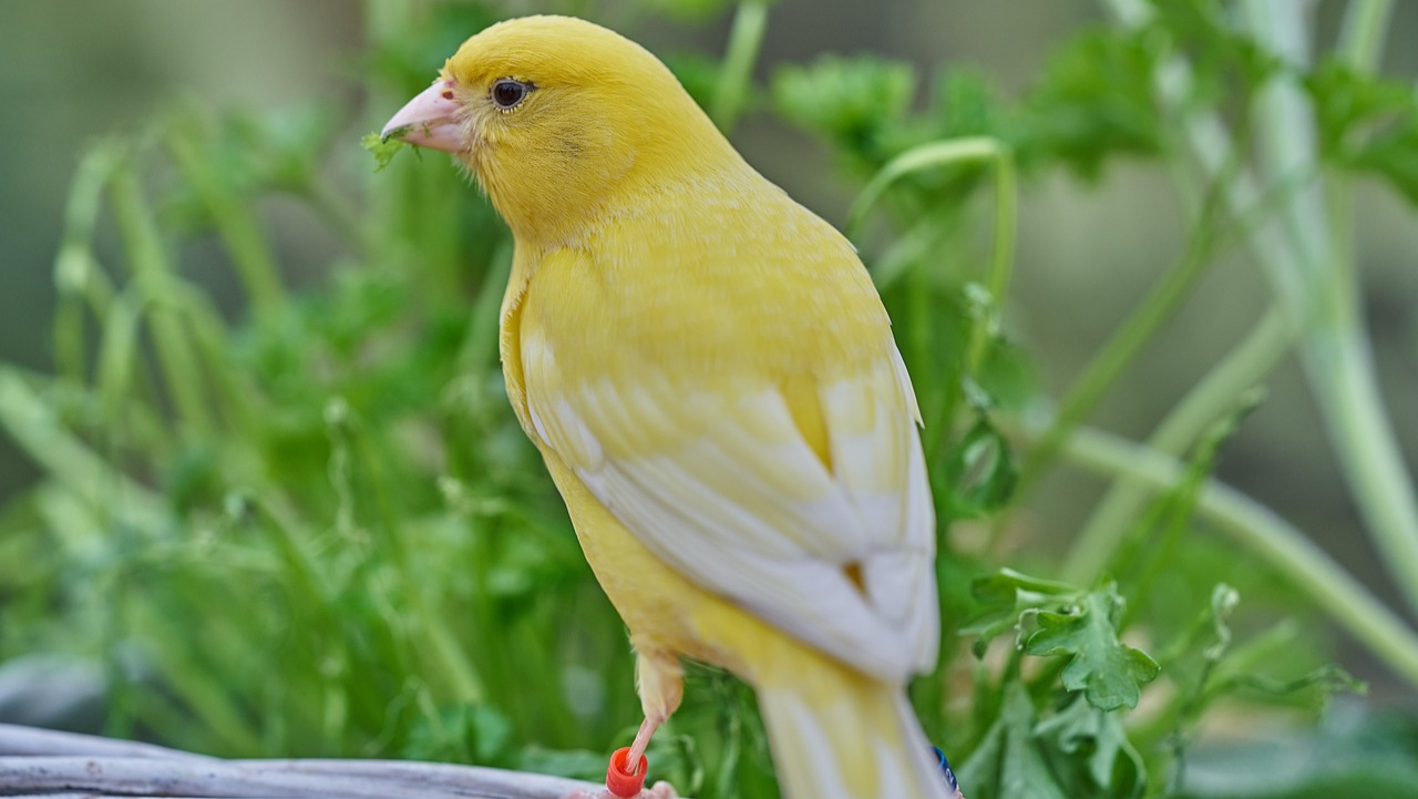 Warna Dominan Kuning Serta Memiliki Kicauan yang Merdu, Berikut ini Cara Merawat Burung Kenari