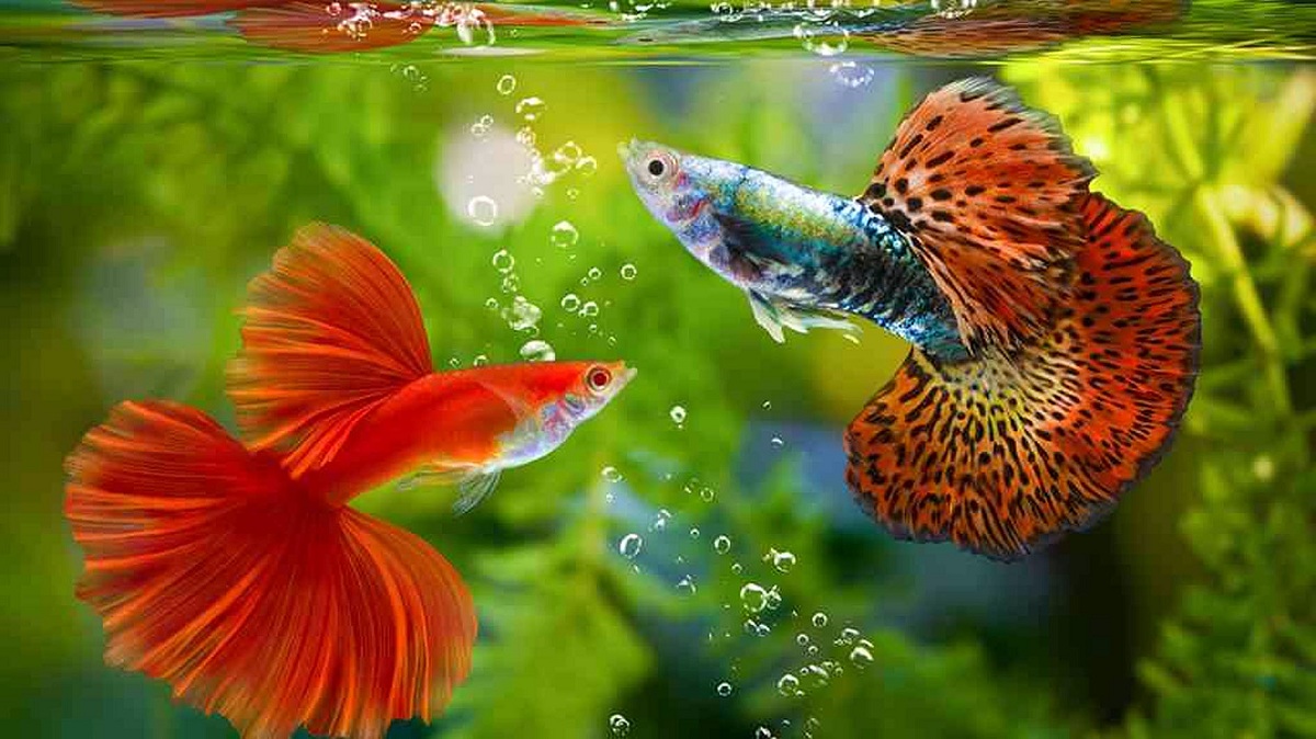 Tren Ikan Hias Air Tawar 2026: 7 Jenis Paling Mudah Ditemukan dan Cocok ...