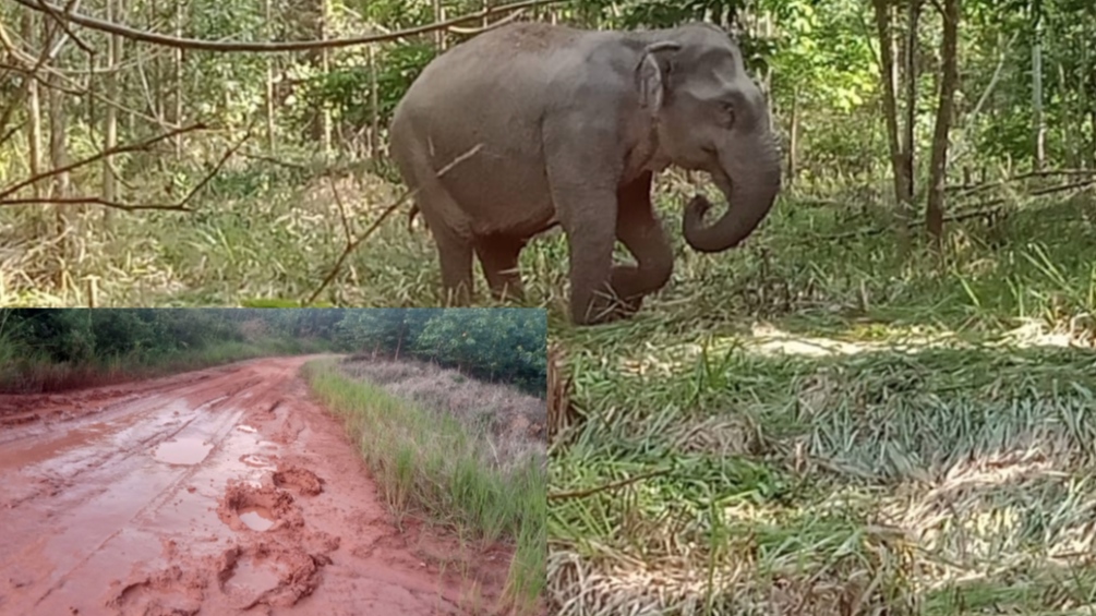 Konflik Manusia dengan Gajah, Sudah 2 Orang Tewas Diinjak, Warga SP 5 HTI Muara Lakitan Musi Rawas Resah